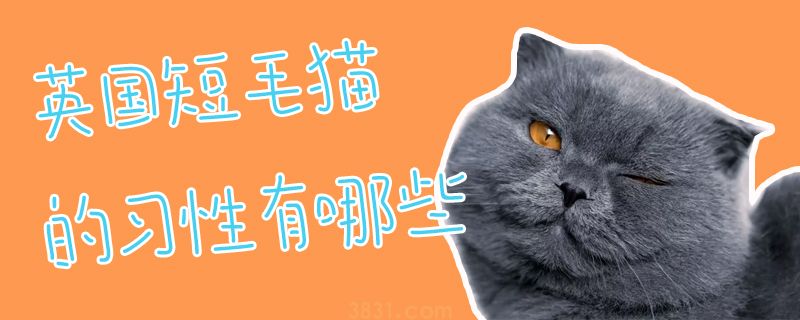 英国短毛猫的习性有都有什么(图1)
