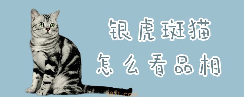 银虎斑猫我看品相(图1)