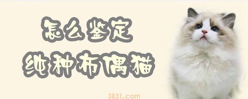 怎么做鉴定是纯种布偶猫(图1)