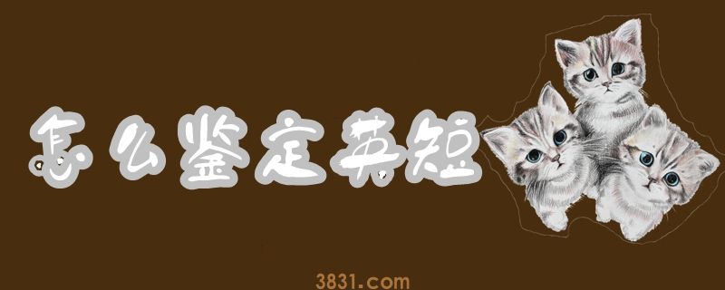 怎末鉴定后英短(图1)