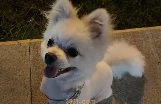 狗吃猪肉有危害吗(图1)