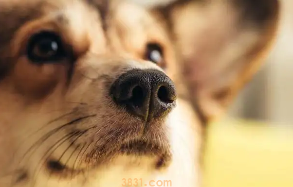 狗狗内出血的判断方法(图1)