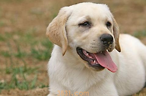 2个月幼犬打喷嚏流鼻涕(图1)