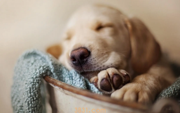 狗狗吃一点奶油没事吧(图1)