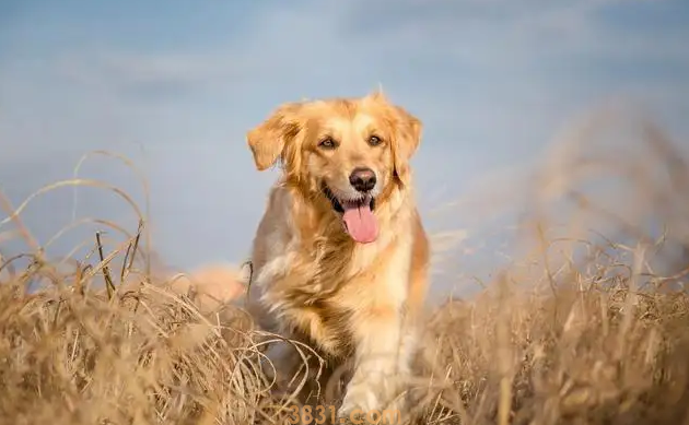 狗便秘怎么办呢(图1)