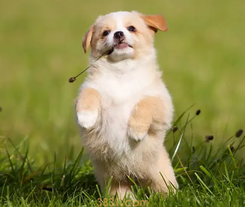 五十天小狗拉稀怎么办(图1)