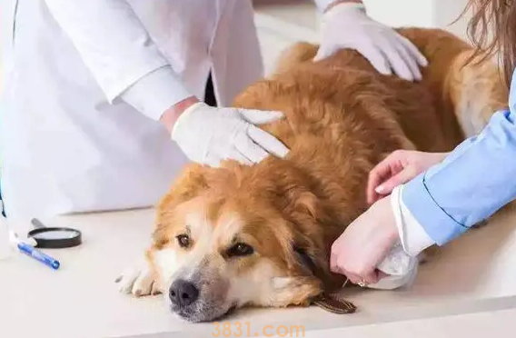 人吃的药可以给狗吃吗(图1)