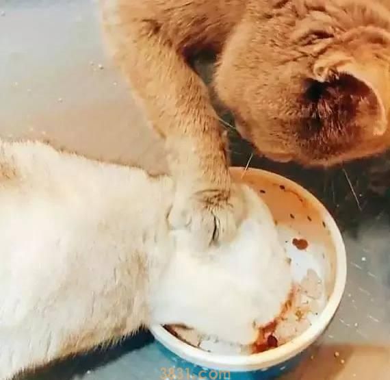 蓝猫你又淘气了! 白猫不就抢你一点吃的你就做出这种事!(图3)