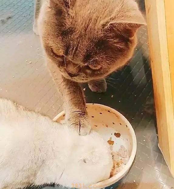 蓝猫你又淘气了! 白猫不就抢你一点吃的你就做出这种事!(图4)