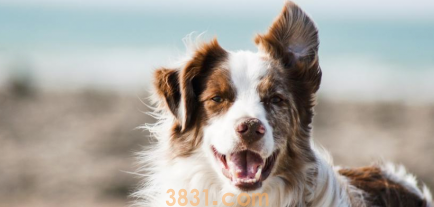 狗狗打针部位肿块化脓怎么办(图1)