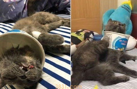 主人怕刚做完结扎的爱猫舔伤口,又不想多花钱,于是它诞生了……(图1)