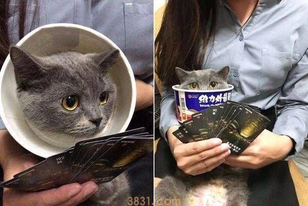 主人怕刚做完结扎的爱猫舔伤口,又不想多花钱,于是它诞生了……(图3)