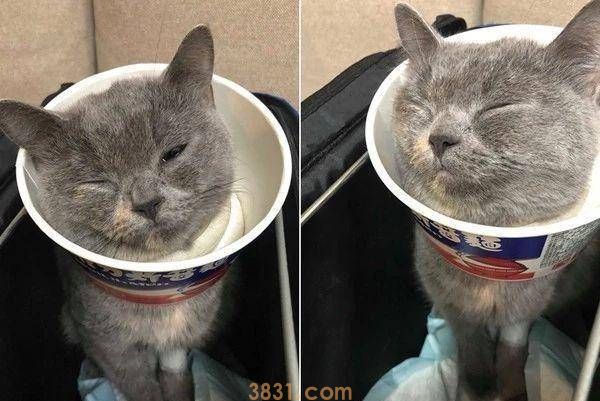 主人怕刚做完结扎的爱猫舔伤口,又不想多花钱,于是它诞生了……(图2)