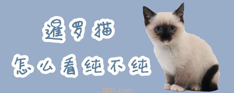 暹罗猫能不能看纯不纯(图1)