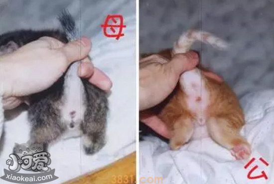 公猫和母猫哪个好公猫好肯定母猫好(图1)