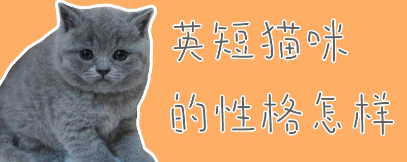 英短猫咪的性格整样(图1)