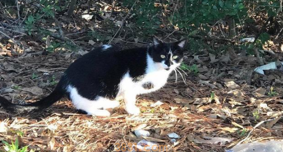 小猫被人类给拐走,猫妈气愤出走!一年后,它还是主动回来了!(图1)
