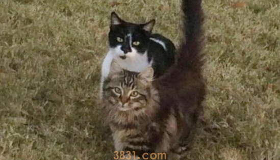 小猫被人类给拐走,猫妈气愤出走!一年后,它还是主动回来了!(图2)