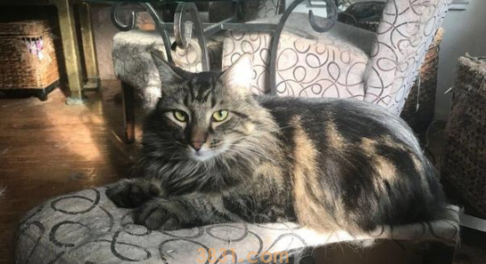 小猫被人类给拐走,猫妈气愤出走!一年后,它还是主动回来了!(图3)