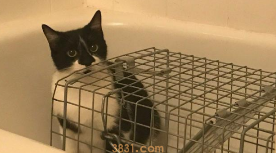 小猫被人类给拐走,猫妈气愤出走!一年后,它还是主动回来了!(图4)