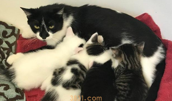 小猫被人类给拐走,猫妈气愤出走!一年后,它还是主动回来了!(图5)