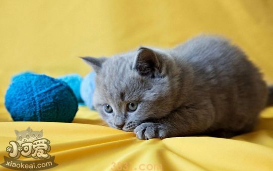 猫的天性是什么呢猫的天性有哪些地方(图1)