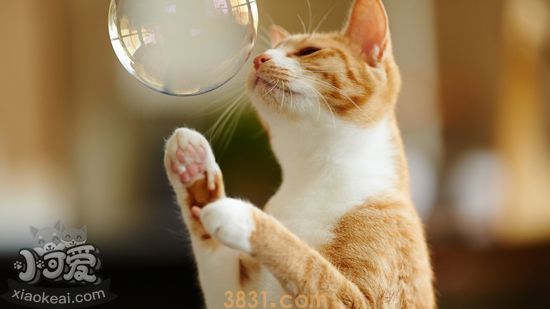 猫的天性是什么呢猫的天性有哪些地方(图2)