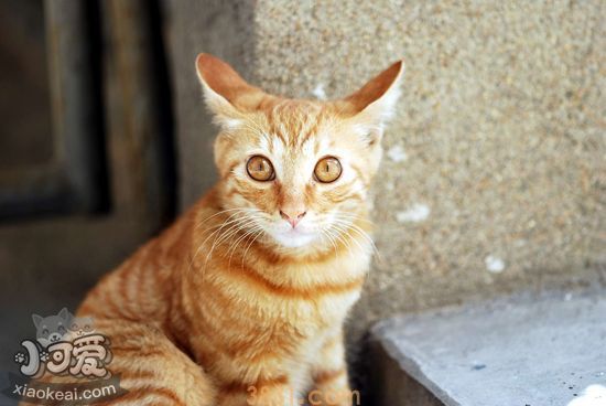 猫的天性是什么呢猫的天性有哪些地方(图3)
