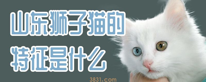 山东狮子猫的特征是什么(图1)