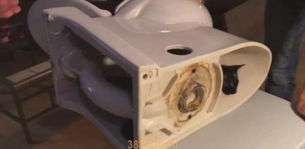 顽皮猫咪见洞就钻,最终猫头被卡马桶中,主人既心疼又想笑(图2)