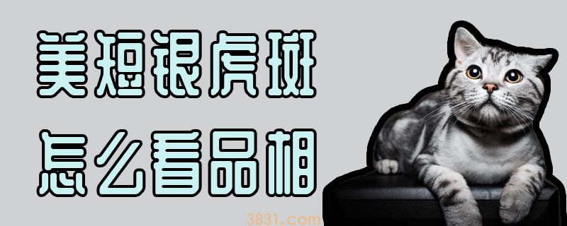 美短银英短我看品相(图1)