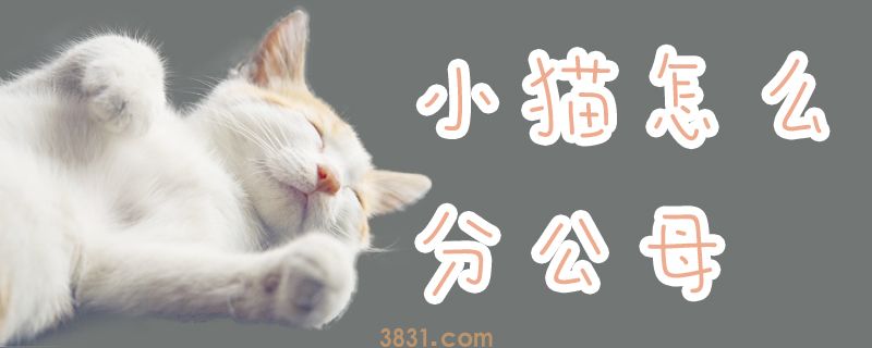 小猫怎么分公母(图1)
