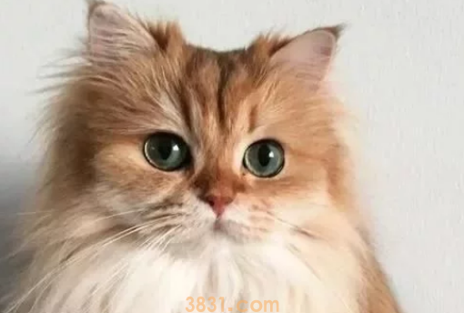 以为捡回一只普通橘猫,长大之后才发现,竟是一只稀有品种猫咪(图1)