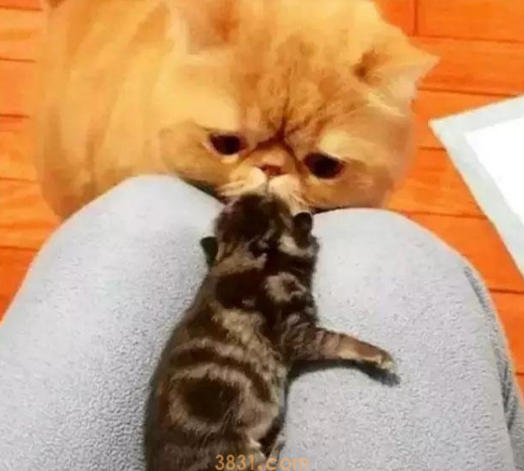 加菲猫借种后产下独子,却发现跟自己长得不一样,猫:想不通好郁闷(图1)