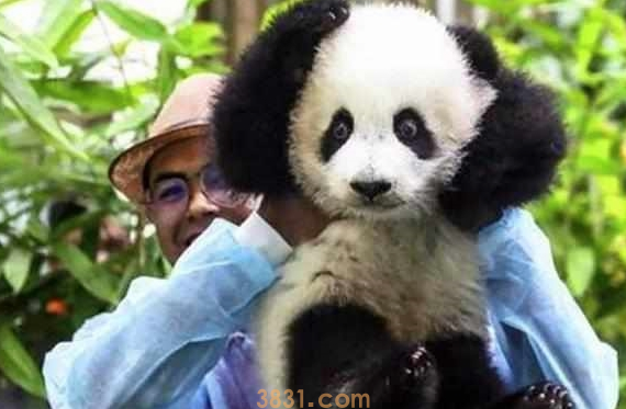 大熊猫暖妹喜度生日,享受饲养员特制蛋糕,被奶爸细心照料长大!(图1)