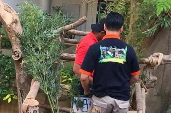 大熊猫暖妹喜度生日,享受饲养员特制蛋糕,被奶爸细心照料长大!(图3)