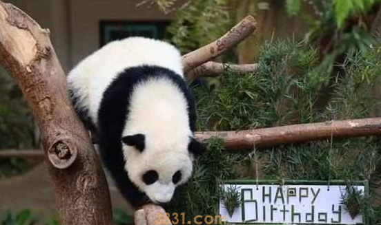 大熊猫暖妹喜度生日,享受饲养员特制蛋糕,被奶爸细心照料长大!(图6)