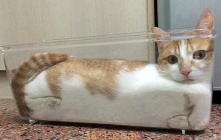 小橘猫被困柱子内,用声音求助,好心人合力营救(图1)