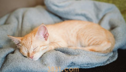 小橘猫被困柱子内,用声音求助,好心人合力营救(图3)