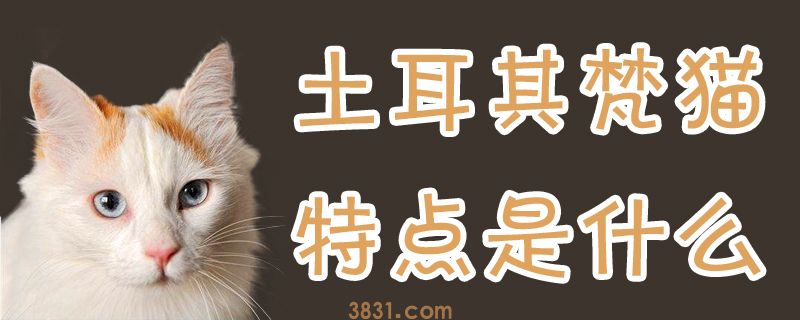 土耳其梵猫特点是什么(图1)
