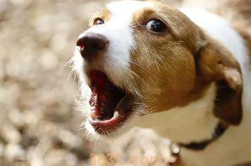 家养狗不出门会有狂犬病吗(图1)