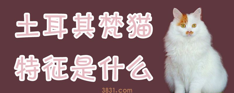 土耳其梵猫特征是什么(图1)