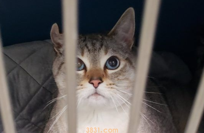 12公斤胖猫被丢收容所 幸遇真命猫奴(图2)