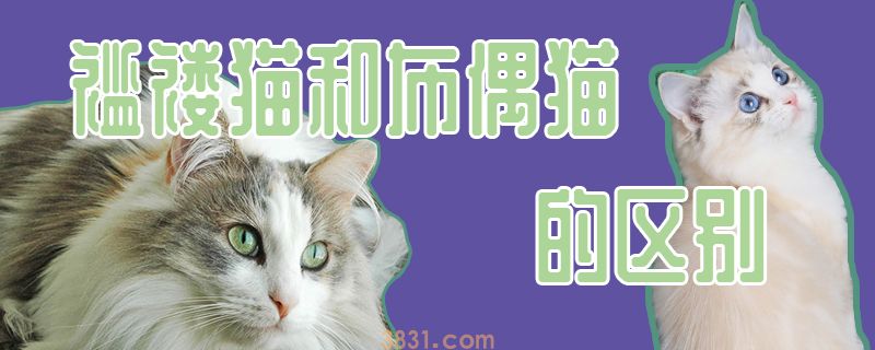 衣衫破烂猫和布偶猫的区别(图1)