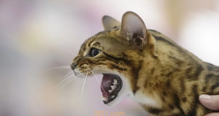 哈萨克斯坦发现丝路上最早的家猫,见证游牧与都会文化交流(图1)