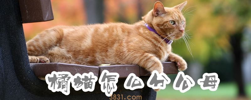 橘猫怎么分公母(图1)