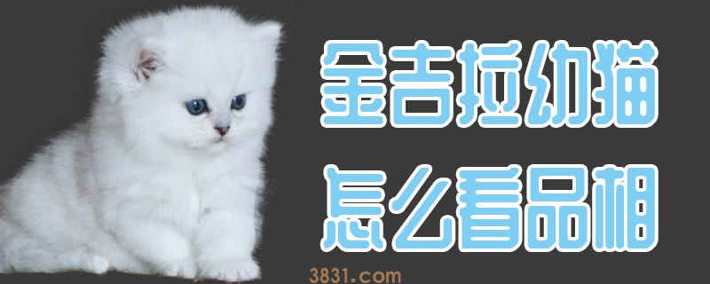金吉拉幼猫我看品相(图1)
