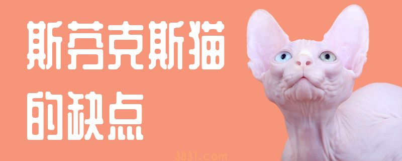 斯芬克斯猫的缺点(图1)