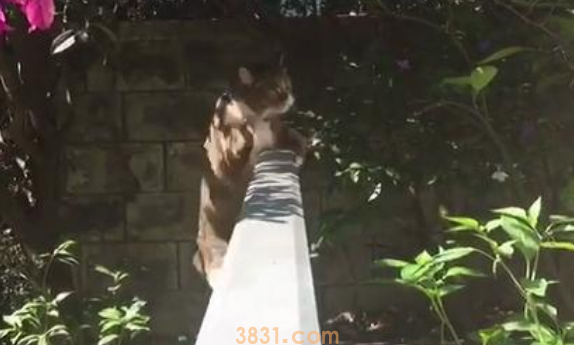 墙头偶遇一只流浪猫, 气场跟黑社会老大一样, 结果画风突变(图2)