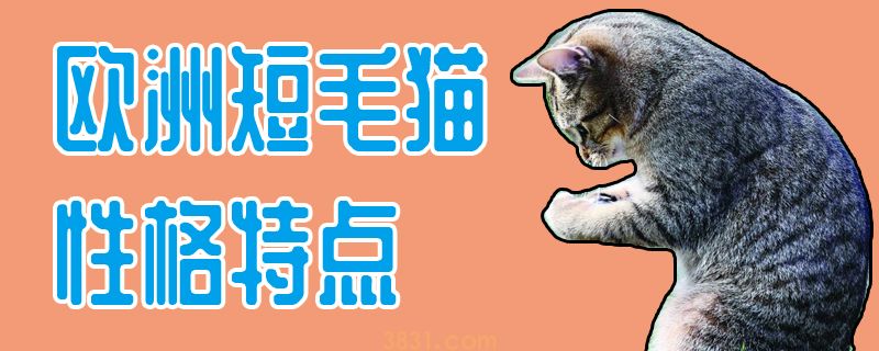 欧洲短毛猫性格特点(图1)